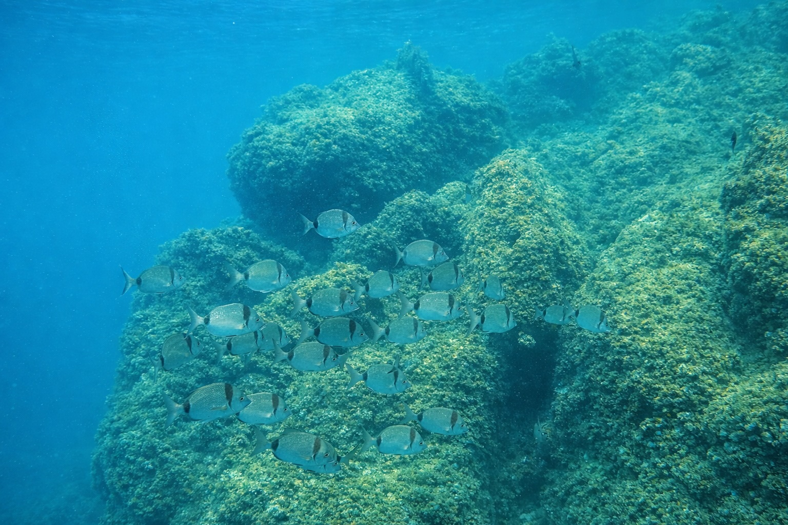 Espace Membres ÉCHO Bleu